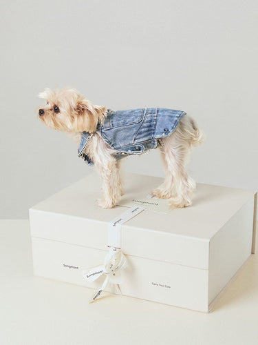 Small dog in denim jacket standing on Songmont gift box with ribbon